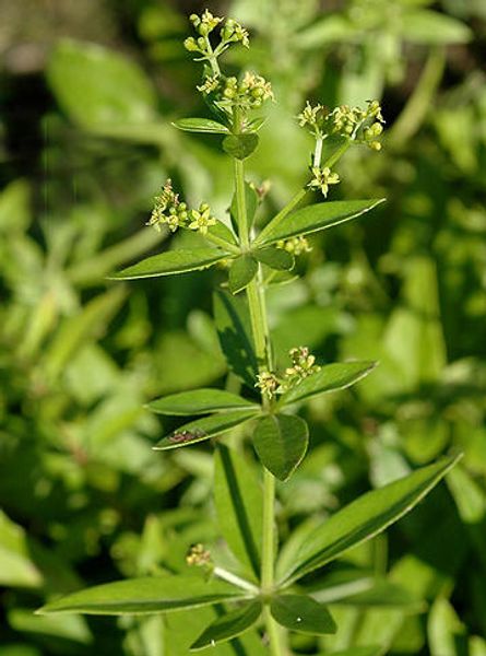 Hovedbilde Krapp A/K4-25