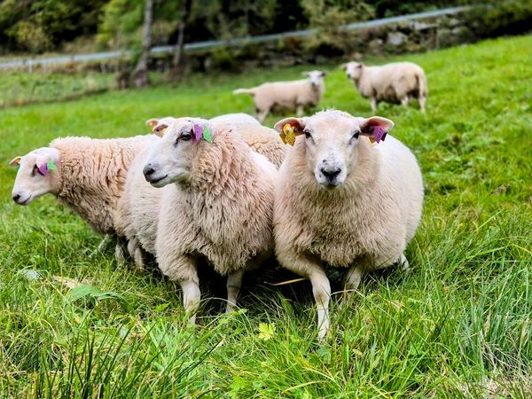 Hovedbilde Sauekvit, vaska