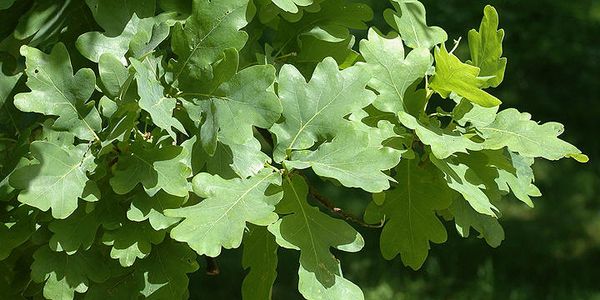 Hovedbilde Eikeblad J/EB/1.2-25